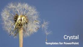  Presentation with law blue sky scales - Amazing slides having life cycle - dandelion seeds against the blue backdrop and a  colored foreground