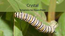  Presentation with caterpillar - Amazing PPT theme having life cycle - monarch caterpillar feeding backdrop and a yellow colored foreground
