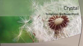  Presentation with green morning - Audience pleasing PPT theme consisting of newcycles nature - dandelion seeds in the morning backdrop and a light gray colored foreground