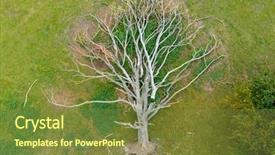  Presentation with oak tree - Slide set with oak tree uprooted aerial background and a tawny brown colored foreground