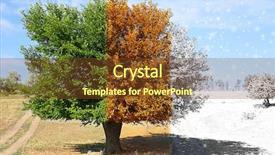  Presentation with summer time - Cool new PPT theme with several photos of beautiful tree backdrop and a tawny brown colored foreground