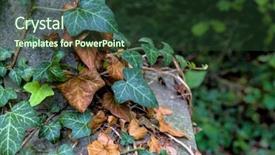  Presentation with holding hands old young - Amazing presentation theme having superseed - young and old ivy backdrop and a tawny brown colored foreground