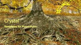  Presentation with tree roots - Audience pleasing PPT theme consisting of life-giving roots i backdrop and a tawny brown colored foreground