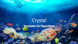  Presentation with sea coral - Beautiful presentation theme featuring life-in-a-coral-reef backdrop and a ocean colored foreground