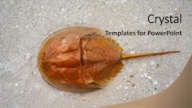  Presentation with crab - Colorful theme enhanced with life mars - cacerola de mar limulus polyphemus backdrop and a light gray colored foreground