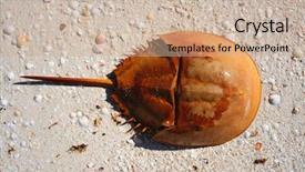  Presentation with crab - Audience pleasing theme consisting of life mars - cacerola de mar limulus polyphemus backdrop and a coral colored foreground