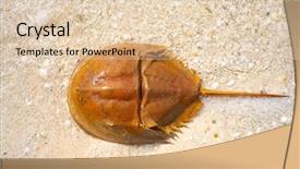  Presentation with crab - Colorful PPT theme enhanced with life mars - cacerola de mar limulus polyphemus backdrop and a lemonade colored foreground