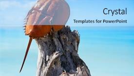  Presentation with crab - Amazing PPT theme having life mars - cacerola de mar limulus polyphemus backdrop and a light blue colored foreground