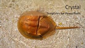  Presentation with crab - Slides with life mars - cacerola de mar limulus polyphemus background and a coral colored foreground