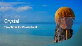  Presentation with crab - Colorful slide set enhanced with life mars - cacerola de mar limulus polyphemus backdrop and a teal colored foreground