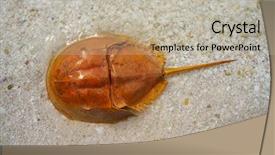  Presentation with crab - Audience pleasing PPT theme consisting of life mars - cacerola de mar limulus polyphemus backdrop and a mint green colored foreground