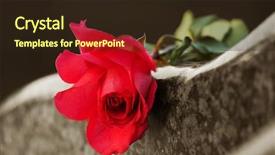  Presentation with memorial - Audience pleasing slides consisting of life memorial - rose on the tombstone backdrop and a wine colored foreground