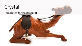  Presentation with camel - Colorful PPT theme enhanced with life nomad - desert camel isolated backdrop and a  colored foreground