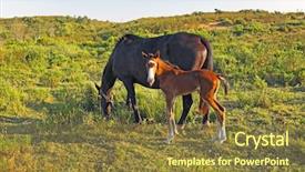  Presentation with foal - Beautiful PPT theme featuring life nomad - horse with foal backdrop and a  colored foreground