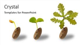  Presentation with oak tree - Slides featuring life of an oak tree background and a white colored foreground