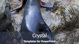  Presentation with lions - Audience pleasing presentation design consisting of life of sea lions backdrop and a ocean colored foreground