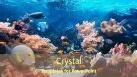  Presentation with coral reef - Presentation design with life-of-the-underwater-world background and a coral colored foreground