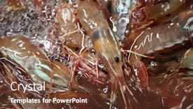  Presentation with live - Cool new PPT theme with life-shrimp-live-prawns-fresh backdrop and a tawny brown colored foreground