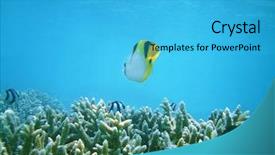  Presentation with blue line - Beautiful presentation featuring life underwater - lined butterflyfish backdrop and a cyan colored foreground