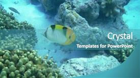  Presentation with blue line - Theme featuring life underwater - lined butterflyfish background and a teal colored foreground