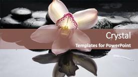  Presentation with orchid - Slides enhanced with life with macro of orchid background and a coral colored foreground