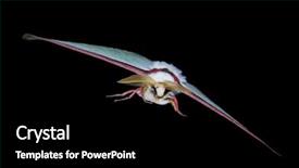  Presentation with moth - Theme featuring lifespan - giant nocturnal butterfly in fly background and a black colored foreground