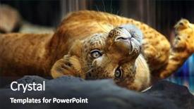  Presentation with zoo - Amazing slide deck having tiger conservation - liger roll over her back backdrop and a dark gray colored foreground