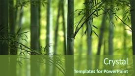  Presentation with light shade - PPT theme enhanced with light and shade of bamboo background and a tawny brown colored foreground