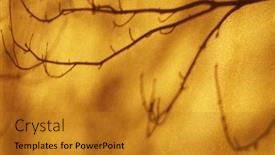  Presentation with grunge concrete abstract concrete - Audience pleasing presentation consisting of light-and-shadow-branches backdrop and a gold colored foreground