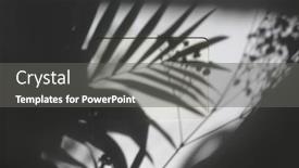  Presentation with palm - PPT theme having light-and-shadows-leaf-palm background and a gray colored foreground