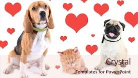  Presentation with pets - Beautiful PPT layouts featuring light background with heart backdrop and a lemonade colored foreground