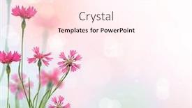  Presentation with light pink - Amazing presentation design having light-background-with-pink-chicory backdrop and a pink colored foreground