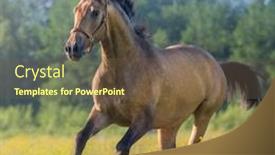  Presentation with horse - PPT theme with light-bay-andalusian-horse background and a tawny brown colored foreground