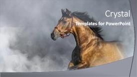  Presentation with horse - Slides featuring light-bay-andalusian-horse background and a gray colored foreground