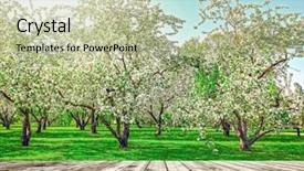  Presentation with light rays - PPT theme having light blooming rural apple trees background and a mint green colored foreground