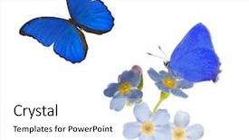  Presentation with forget - PPT theme enhanced with light blue forget-me-not background and a white colored foreground