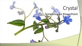  Presentation with forget - Presentation theme featuring light blue forget-me-not background and a white colored foreground