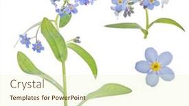  Presentation with forget - Cool new slide deck with light blue forget-me-not flowers isolated on white background backdrop and a cream colored foreground