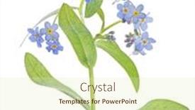  Presentation with forget - Colorful presentation enhanced with light-blue-forget backdrop and a soft green colored foreground