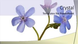  Presentation with forget - Theme consisting of light blue forget-me-not flower isolated on white background background and a light blue colored foreground