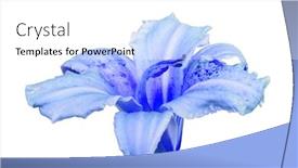  Presentation with bloom - Cool new presentation theme with light-blue-lily-bloom-isolated backdrop and a white colored foreground