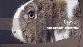  Presentation with rabbit - Cool new slides with light brown and white rabbit backdrop and a gray colored foreground