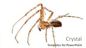  Presentation with spider - Presentation theme featuring light-brown-orb-weaver-spider background and a cream colored foreground