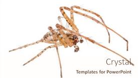  Presentation with spider - Theme featuring light-brown-orb-weaver-spider background and a cream colored foreground