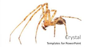  Presentation with spider - Beautiful PPT layouts featuring light-brown-orb-weaver-spider backdrop and a white colored foreground