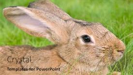  Presentation with light green - Slides having light brown rabbit bunny with long ears on green grassy plot background and a coral colored foreground