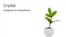  Presentation with light bulb graduation cap - PPT layouts with light bulb with sprout mixed background and a white colored foreground