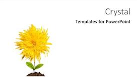  Presentation with sprout - Beautiful slides featuring light-bulb-with-sprout-mixed backdrop and a white colored foreground