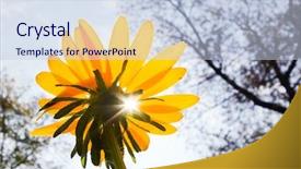  Presentation with teal and yellow wallpaper - Presentation consisting of light coloured simple border - backlit yellow daisy background and a sky blue colored foreground