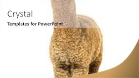  Presentation with lama - PPT layouts consisting of light-fawn-young-alpaca-six background and a white colored foreground